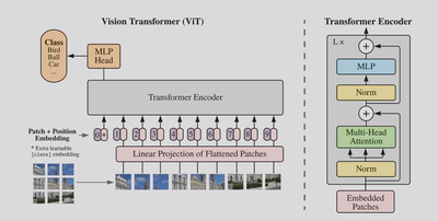 Basic ViT Model Architecture