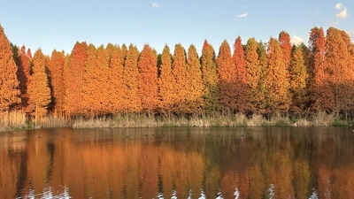 Plants featured image